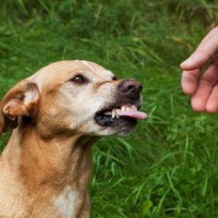 犬に嫌われてしまう『初対面の挨拶』5つ　絶対にNGな行動から適切なスキンシップの方法までご紹介