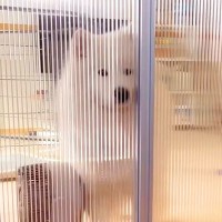 ドア越しに大型犬を撮影していたら…あまりにも可愛い『部屋への入り方』が85万表示「ドヤ顔で草」「失礼します！って感じなの最高ｗ」と絶賛