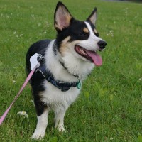 犬が急に『ピタッと固まった』ときの心理6つ　どんな理由が隠されているの？愛犬が考えていることとは