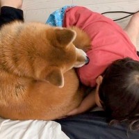 2歳の男の子が爆睡中→どうしても起こしたい犬が…思いがけない『斬新すぎる行動』が14万再生「めちゃくちゃ可愛いｗ」「笑った」と爆笑