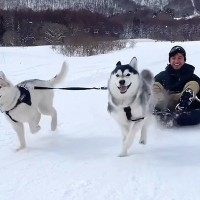 2匹のハスキー犬と一緒に『犬ぞり』を楽しんでいたら…想定外すぎる『まさかの大事故』が92万再生「全員可愛いｗ」「ドタバタ過ぎて草」