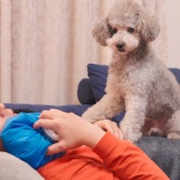 高熱で倒れてしまったら、家にいた犬が…まさかの『必死に看病してくれる光景』が12万再生「本当に心配してて尊い」「優しいワンちゃん」と称賛