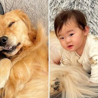 『自分を犬だと思っている赤ちゃん』と『自分を人間だと思っている大型犬』…可愛すぎる光景が26万再生「犬といるとワンコ化するのか」「面白いｗ」