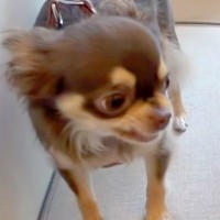 『犬見知り同士のチワワ』を会わせてみた結果…感情爆発で『ブチギレる光景』が2万再生「マイペースで可愛いｗ」「仲良くなれるといいね」の声