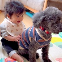 おもちゃの犬をいじめていた赤ちゃん→『本物の犬』に会わせてみた結果…想定外の展開で見せた『ドキドキな光景』が234万再生と悶絶の声