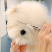 モサモサに伸びた犬の毛を『ばっさりカット』した結果…まるで別犬のような『ビフォーアフター』が278万再生「可愛すぎてｗ」「プロって凄い」