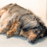 犬が突然立てなくなる6つの原因とは　可能性のある病気から適切な対処法まで解説