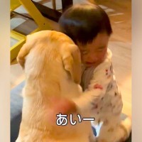 子どもが大型犬にちょっかいをかけたので『謝るように伝えた』結果…とんでもなく尊い『謝罪の仕方』が14万再生　独特な方法が可愛すぎると話題に