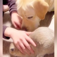 ウサギを甘やかしていたら、大型犬が…嫉妬で見せた『まさかのふて寝』が可愛すぎると69万再生「健気すぎｗ」「抱きしめてあげたくなる」