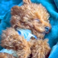 熟睡している赤ちゃん犬を撫でてみたら…思った数倍『起きる気配がない光景』が尊すぎると18万回再生「逆に心配になるｗ」「子犬ならでは」