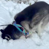 雪山にハスキー犬を連れて行った結果…想像以上に『シベリアの血が騒いでしまう光景』が214万再生「普段とギャップありすぎｗ」「格好いい」