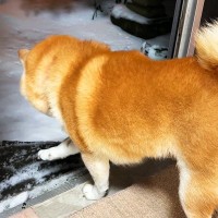 庭に出たがっている犬→窓を開けると雪が積もっていて…想定外の展開に『絶望する光景』と結末が55万再生「ビビり倒すの可愛いｗ」「愛おしい」