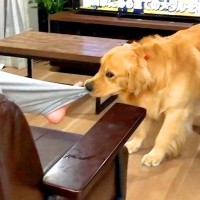 ソファの上が大好きな大型犬→場所を奪ってみた結果…思った以上に『嫌がりまくる光景』が61万再生「引きずり降ろされてて草」「ズボンがｗ」