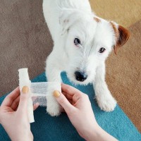 犬が急に高い鳴き声をあげる理由4つ　心や体に異常がある可能性も？対処法までご紹介