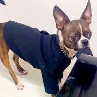 ゆっくりお風呂に入ろうとした結果、犬が…とんでもなく邪魔をしてくる光景と『まさかの理由』が64万回再生「人間の子どもみたいｗ」と話題に