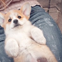 犬が見せる『あざとい仕草』6つ　可愛いだけで済ませてはいけない？注意が必要な場合も