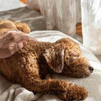 愛犬が死期が迫っているとき、飼い主が後悔しないためにすべきこと7つ　必要な事前準備まで