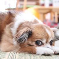 犬が飼い主に『ごめんなさい』と言っているサイン4選　愛犬を反省させる正しい叱り方まで