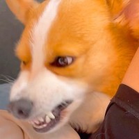 実家に遊びに行って帰宅した結果、犬が…『不仲な犬との浮気』に気づいた瞬間の衝撃的な反応が17万再生「拒否反応ｗ」「嗚咽してて草」と爆笑