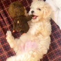 『こんなにも小さくてコロコロしてた赤ちゃん犬が…』大きくなっても変わらない『1年後の姿』が14万再生「寝相がｗ」「マイペースで可愛い」