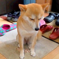 はしゃぎすぎてトラブルになった犬→猛反省してると思ったら…まさかの『チャンスを伺っている光景』が21万再生「怒るに怒れないｗ」「大女優」