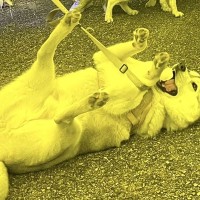 お出かけ先で『ハスキー犬たちとの記念写真』を撮ろうとした結果…思っていたのと違う『自由すぎる光景』に9万いいね「ハスキーらしいｗ」と爆笑