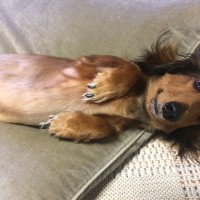 犬が人に『降参している』ときのサイン5つ　あなたの愛犬もしているかも？隠されている心理をご紹介