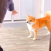 おばあちゃんが用事で家に訪ねてきたら、犬が…帰れなくなるレベルの『ワガママすぎる行動』が125万再生「可愛すぎ」「俺も通せんぼされたい」