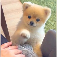 椅子に座ってのんびりしていたら、犬が…とんでもなく可愛い『かまって攻撃』が29万表示「抱っこをご所望？」「子グマさんかな？」と絶賛の声