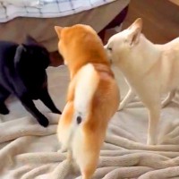 犬と猫がケンカをしていたら、長男柴犬が…思った以上に紳士な『仲裁の仕方』に2万いいね集まる「かっこよすぎるｗ」「スキル高すぎて尊敬」