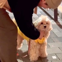 散歩中、歩かなくなった犬に『魔法の言葉』をつぶやくと…想像以上に謎な『歩かせる方法』に8万いいね「心の扉開くの草」「うちもやってみよｗ」