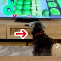 テレビで食べ物ASMRを流していたら、犬が…まさかの『もらいに行こうとする光景』が14万再生「声出して笑ったｗ」「可愛すぎ」と絶賛