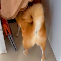 お散歩が大嫌いな犬に『お散歩行くよ！』と誘った結果…思った以上に文句を言う光景と『まさかの結末』が482万再生「会話になってて草」