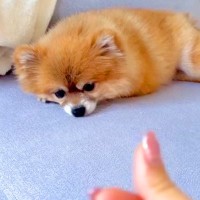 耳の聞こえない犬に『手話』を覚えさせたら…衝撃的な『完璧に意思疎通する光景』が253万再生「超賢い」「信頼して大好きなの伝わる」と感動