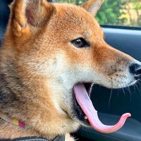 『あくびをする犬の写真』を撮ってみたら…まさかの『文字が浮かび上がる光景』に3万いいね「先端に顔が見えてきたｗ」「毛筆で草」と反響