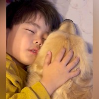 『男の子と大型犬が抱き合って爆睡している』と思いきや…尊すぎる事実が46万再生「優しいね」「かわいいお顔で大人しくしてる」と絶賛の声