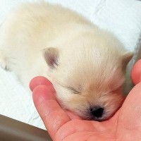 『生まれたての赤ちゃん犬』をお世話していたら、手のうえで…とんでもなく尊い『まさかの行動』に9万いいね「天使じゃん…」「悶絶した」