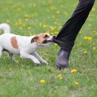 犬の『噛み癖を直さなければいけない』理由3つ　他者を噛む犬が引き起こす危険なトラブルとは