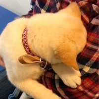 初めて病院で診察を受けた赤ちゃん犬→終わった後、抱っこしていたら…放心状態で見せた『尊すぎる行動』が16万再生「たまらん」「怖かったね」