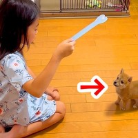 牽制しあっていた『女の子と赤ちゃん犬』が、１年後…当時では考えられなかった『現在の光景』が26万再生「可愛すぎる」「なんて尊いの」