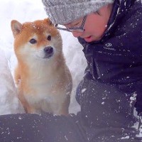 大雪の中、雪かきをしていたら犬が…なぜか何度も外に出る『まさかの理由』が尊すぎると5万再生「まさに忠犬」「なんて優しい子」と絶賛の声