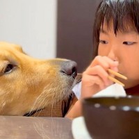 女の子がご飯を食べていたら、隣に大型犬が寄ってきて…おねだりをする光景と『まさかのなだめ方』が35万再生「優しくて尊い」「ほっこり」