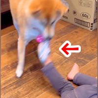 男の子がぐっすり寝ていたら、犬が『靴下』を脱がし…手際が良すぎる『まさかの犯行』が9万再生「怪盗あらわるｗ」「得意気でかわいい」と絶賛