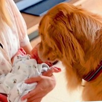 生まれたばかりの赤ちゃんと初対面→大型犬が…あまりにも尊すぎる『感動的な反応』が泣けると278万再生「愛に溢れてる」「最強の兄貴」