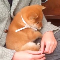 こんなにも小さな赤ちゃん犬が…7年が経過して『立派になったお姿』が素敵すぎると63万再生「ずっと可愛い」「天使すぎる」と大絶賛の声