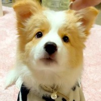 『世界一賢い犬種の赤ちゃん』に芸を教えてみた結果…末恐ろしいほどの『上達っぷり』が凄すぎると125万再生「もはや人間」「天才犬」と称賛