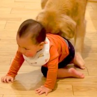 『赤ちゃんが大型犬と遊んでいる』と思ったら…まさかの場所に向かって見せた『尊い光景』が3万再生「仲良しでほっこり」「兄弟みたい」と絶賛