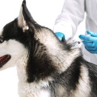 【獣医が解説】寒い時期も予防すべき？犬のノミ・ダニ・フィラリア予防について（冬期編）