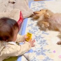 『赤ちゃんが大好きすぎる犬』が遊んでアピールをしたら…とてつもなく平和な『尊すぎる光景』が2万再生「良いお母さん」「ほっこり」と反響