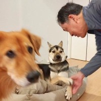 超人見知りの2匹の元野犬が『初めておじいちゃんおばあちゃんと会った』結果…泣けてくる『4日間の記録』が15万再生「素敵」「優しい時間」